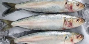Fresh Sardine Fish