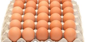 Chicken Egg