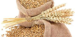 Dried Wheat Seeds