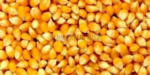 Dried Yellow Corn