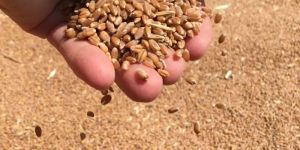 Wheat Seeds