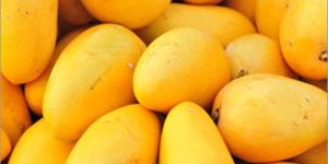 Fresh Mango