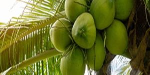 Green Fresh Tender Coconut
