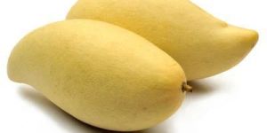 Fresh Totapuri Mango