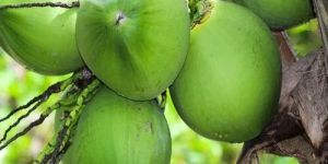 Fresh Green Tender Coconut