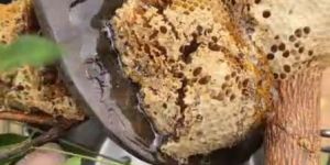 Forest Honey