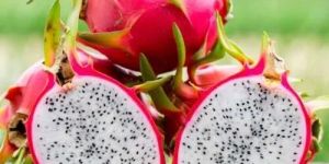 Fresh Dragon Fruit