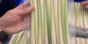 Frozen Lemongrass