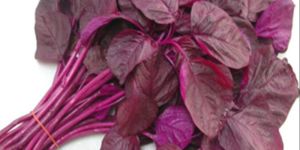 FROZEN RED SPINACH