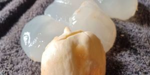 FROZEN TADGOLA