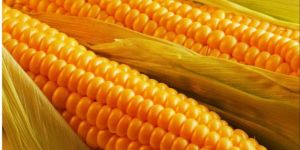 Yellow Natural Corn Maize