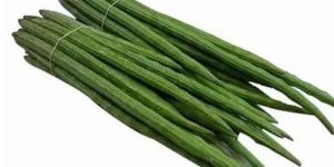 Fresh Green Drumstick