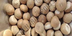 A Grade Brown Areca Nut