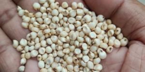 White Sorghum