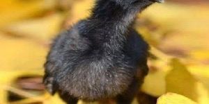 1 Day Old Black Kadaknath Chick