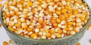 Yellow Maize Seeds
