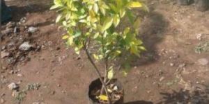 Ficus Panda Garden Plant