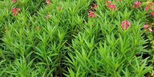 green red kaner plant