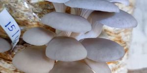 Oyster Mushroom