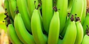Raw Green Banana