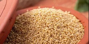 Indian Pearl Millet