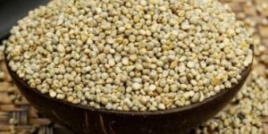 Hybrid Pearl Millet