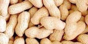 Groundnut