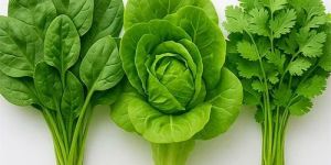 Leafy Vegetable Seeds