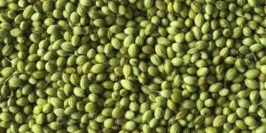 Dhania Seed