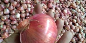 Fresh Red Onion