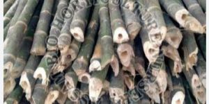 Bamboo Poles