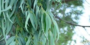 Eucalyptus Leaves