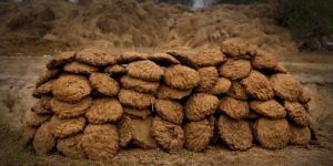 Fresh Cow Dung