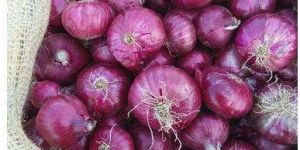 a Grade Red Onion