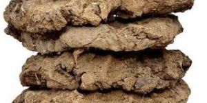 Cow Dung