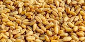 Wheat Grain