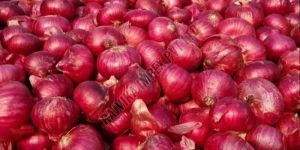 Fresh Red Onion