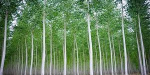 Eucalyptus Clone Plants