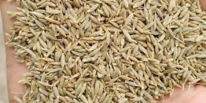 Singapore Cumin Seeds