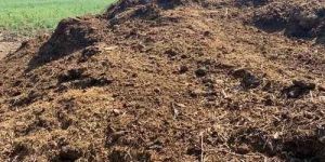 Cow Dung Manure
