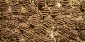 Organic Cows Dung Cakes