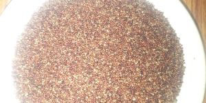Organic Finger Millet Seeds