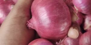 Onions