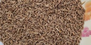Cumin Seeds