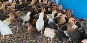 Sonali Chicken