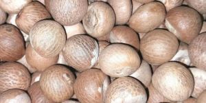 Betel Nut