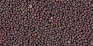 Mustard Seeds
