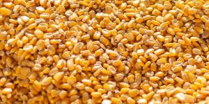 Corn Seeds