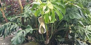Monstera Plant