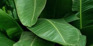 Banana Leaves